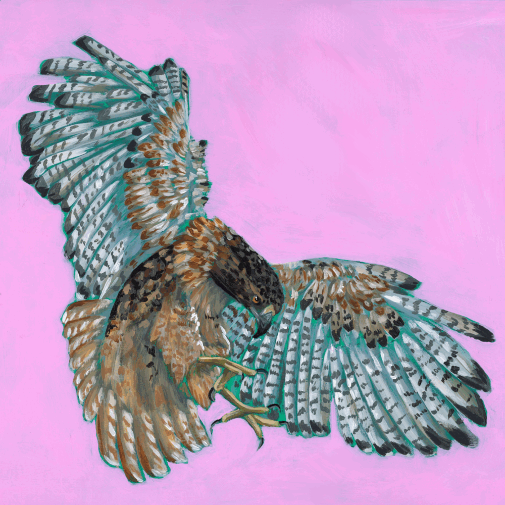 Red-tailed Hawk in Pursuit Print